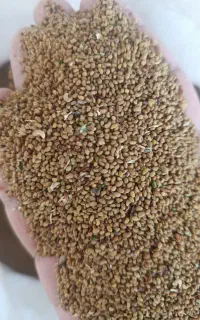 بذر یونجه