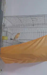 قناری بخون