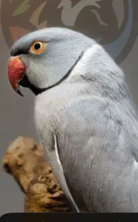 طوطی ملنگو پیدا شده دوربر عباسی