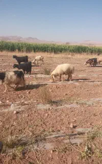 قوچ ترکی دوساله