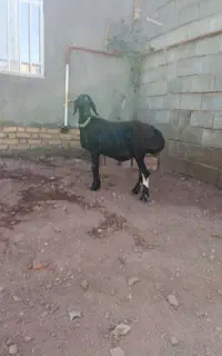 بره قوچی زاغ قندوزی