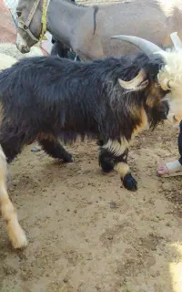 بیگ  تخمی