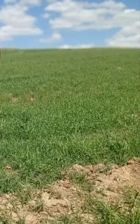 کارگر