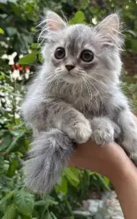 اسکاتیش ماده. گربه