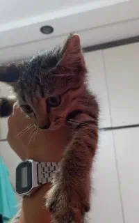 بچه گربه