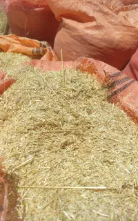 کاه خوشه نرم نازک کاه بشی