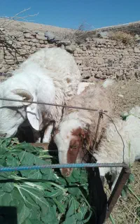 شیشک چینی درجه یک