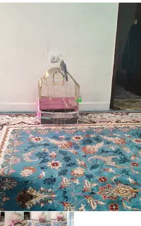 قفس پرنده سالم وتمیز