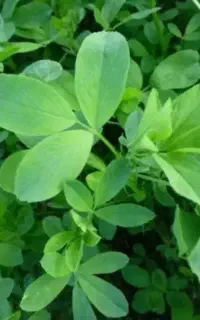 یونجه تمیز