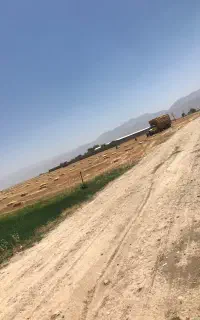 خرید کلش گندم