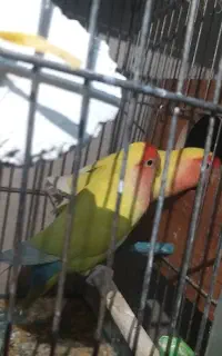 طوطی کتوله