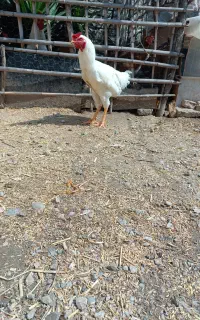 فروش خروس دورگه لاری