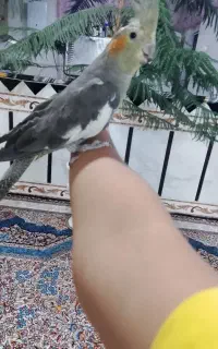 پرنده عروس هلندی