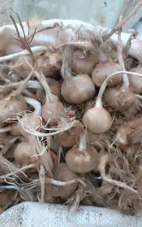 بذر زعفران وامنان