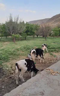 ۳راس گوساله ماده