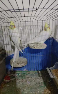 پرنده عروس