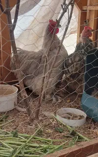 مرغ کوشین
