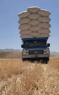 کاه گندم دیم