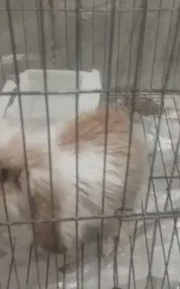 خرگوش