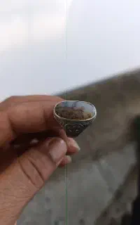 انگشتر زیرخاکی شجرپاییزه نایب