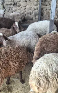 فروش فوری میش و بره