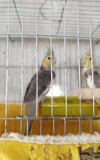 طوطی عروس