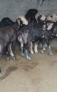 ۴۷ راس بره ماده زیر قوچی قزل افشار با قره قزل