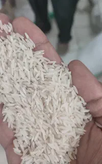 فروش برنج محلی فجر سوزنی