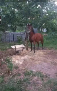 اسب نر