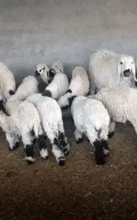 بره کوچیک