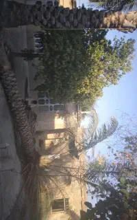 قطع و برش رایگان نخل