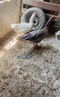 فروش دو عدد غاز نر و ماده