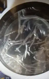 لباسشویی سام