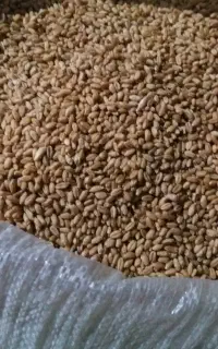 گندم تمیز