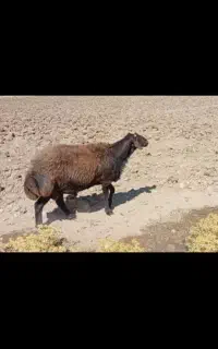 قوچ افشار