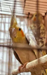عروس اهویی ماده