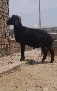 بره قوچ