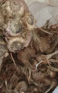 بذر زعفران