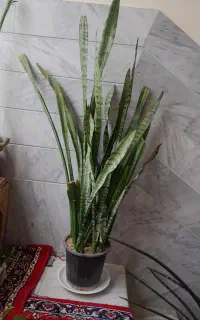 گل های طبیعی