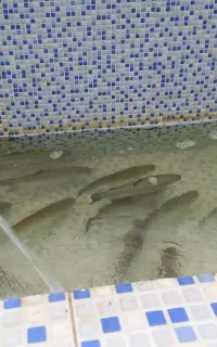 بچه ماهی قزل آلا مناسب پرورش