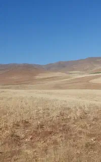 گندم دارم برای چرای دام