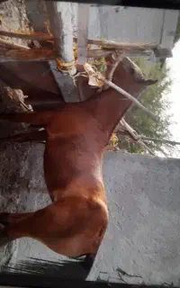 مادیون شکم خالی