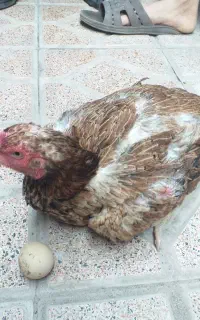 حیوانات مزرعه