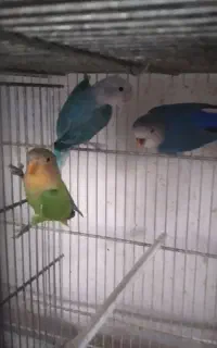 جوجه کوتوله ومولدوخروس ایام سمانی