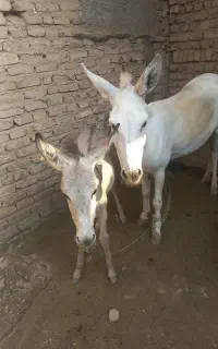 شیر الاغ