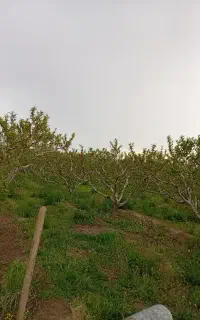 نیازمند نگهبان و کارگر برای باغ هستم