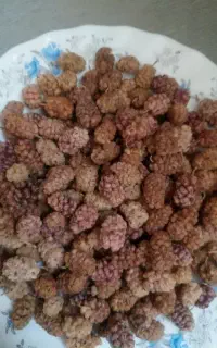 توت خشک