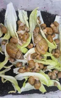 حلزون تعدادزیاد