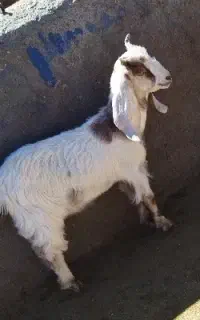 بزغاله نر
