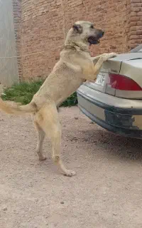 سگ نگهبان